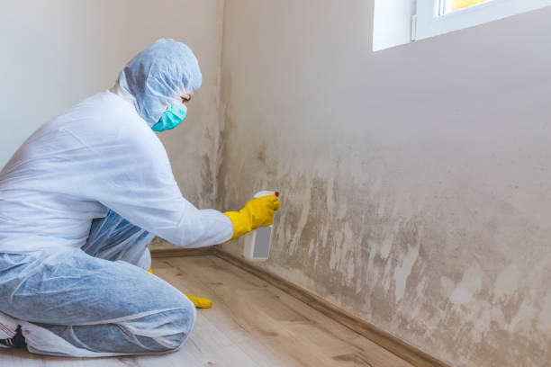 Mold inspector in Rockwood performing thermal imaging