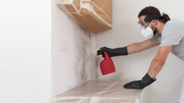 Basement Mold Remediation treatment on basement walls in Rockwood